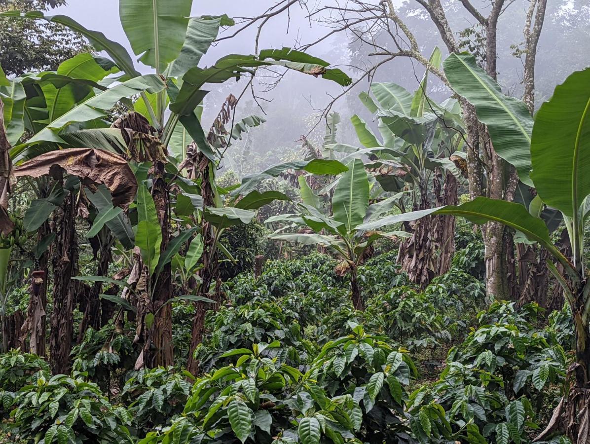 Batsu Ecolodge & Coffee Farm San Ramón Εξωτερικό φωτογραφία