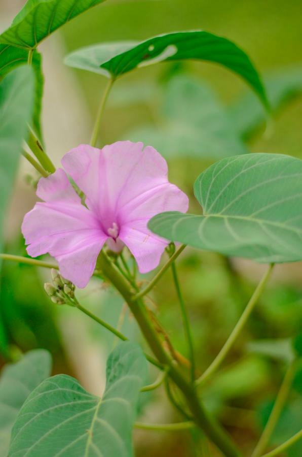 Batsu Ecolodge & Coffee Farm San Ramón Εξωτερικό φωτογραφία